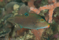 BD-110313-Puerto-Galera-3216-Canthigaster-papua-(Bleeker.-1848)-[Papuan-toby].jpg